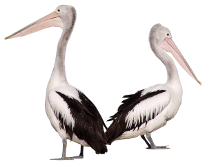 Pelican PNG-46590